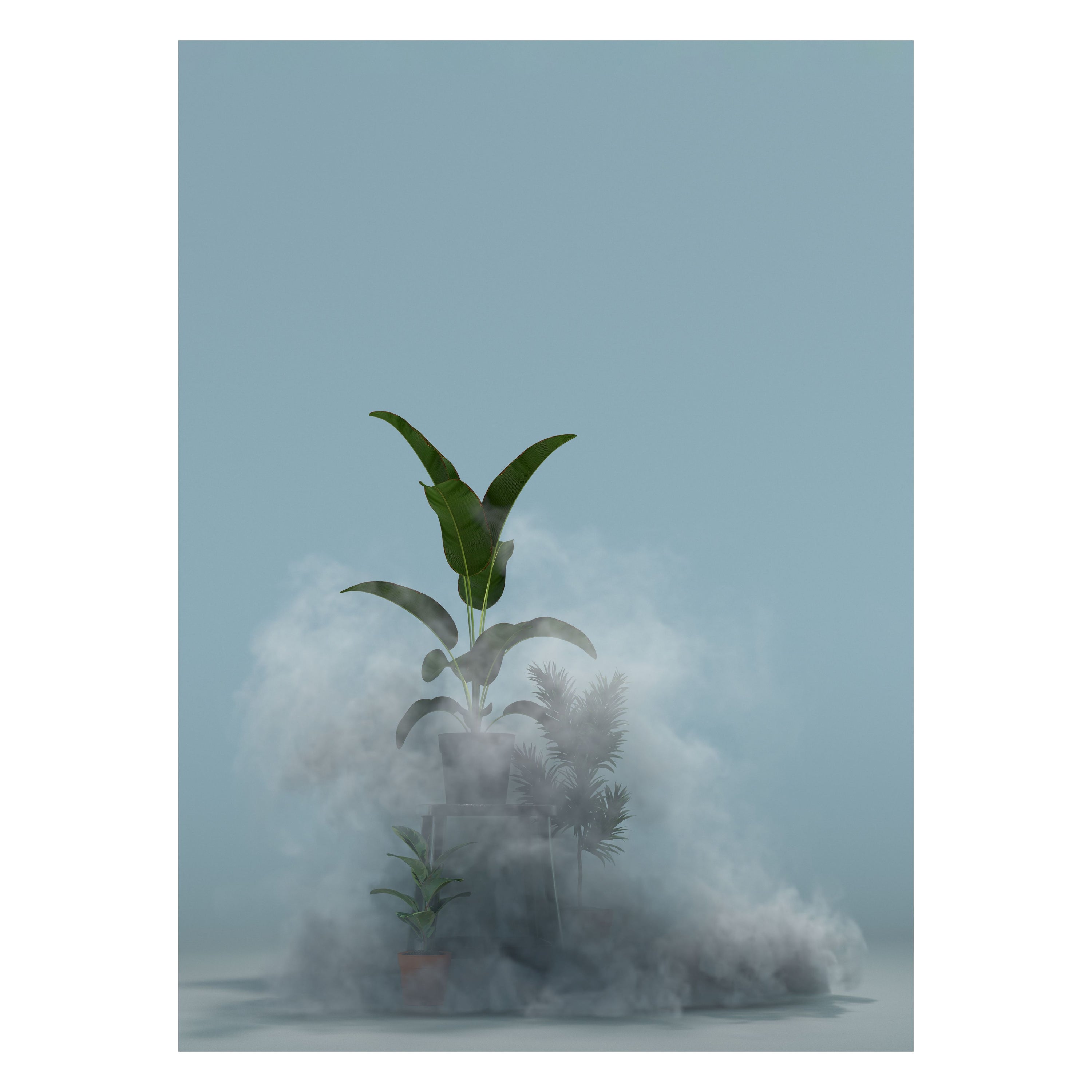 Plants